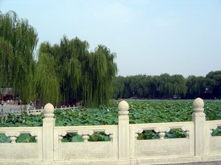 蝶恋花（即景）