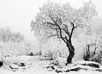 和殷舍人萧员外春雪