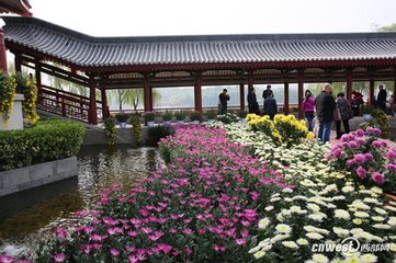 木芙蓉菊花盛开