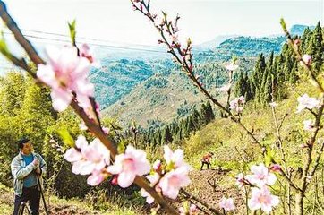 冬半山间忽见桃花客云江梅已芳且约一笑花下