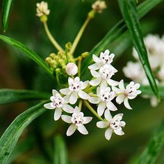 木香花