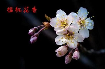 采桑子（樱桃花）