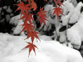 滴滴金·断桥雪霁闻啼鸟