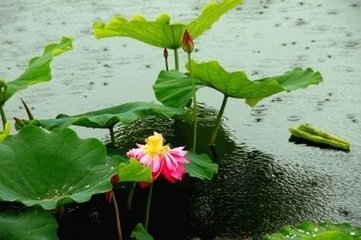 减字木兰花·风梳雨洗