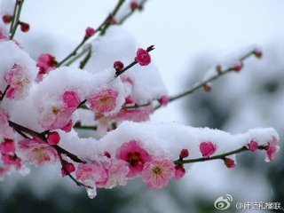 咏红梅花得“梅”字