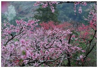 点绛唇（西池桃花落尽赋此）