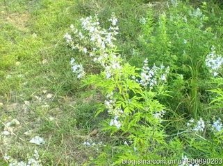 西江月·雪似琼花铺地