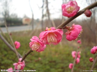 一剪梅 春别 花草粹编七