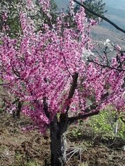 折花赠内并代答（二首）