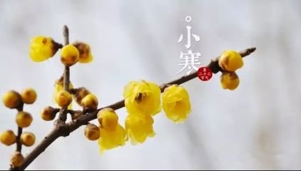 点绛唇·蜡换梅姿