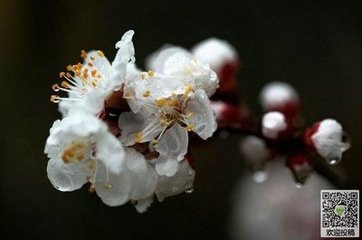 画堂春·雨中杏花