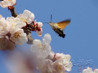 题载雪录