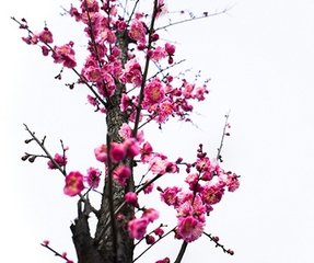 立春一日江村偶兴