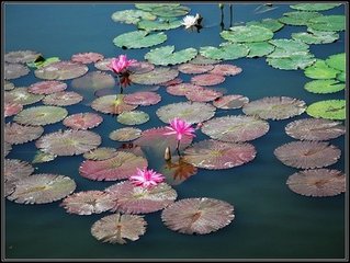 湖亭酌王史君纪事并呈看花诸君子