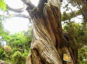 题巴州光福寺楠木