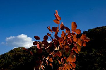 满庭芳·红叶飘零