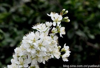 道州城北楼观李花