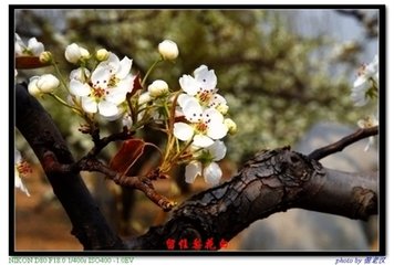 左掖梨花（同王维、皇甫冉赋）